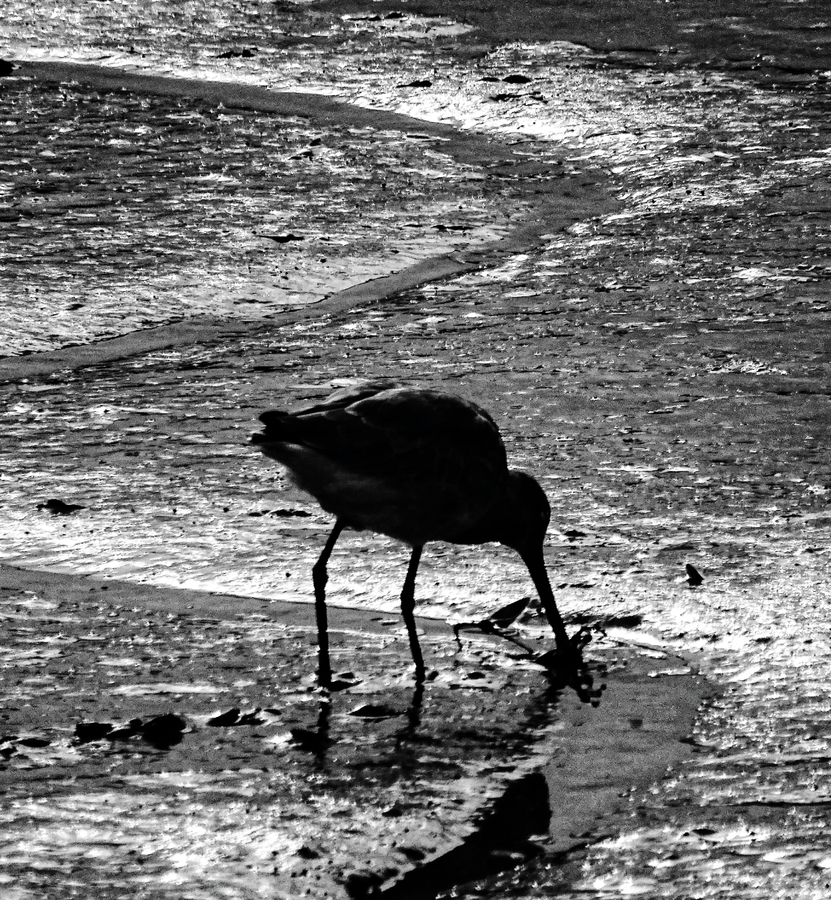 Early Morning Oystercatcher
